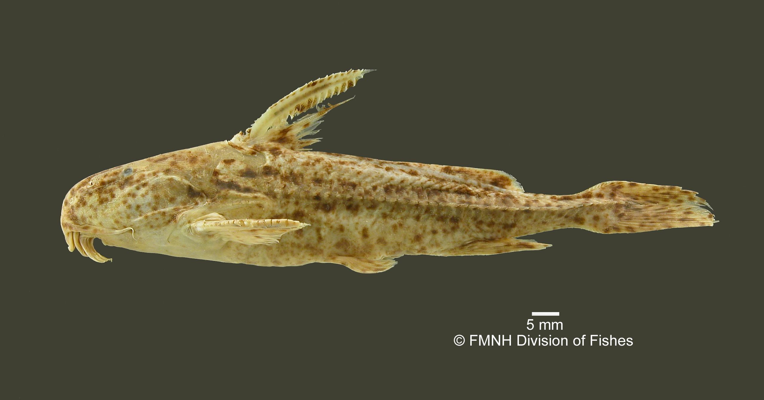 Rhynchodoras woodsi thumbnail